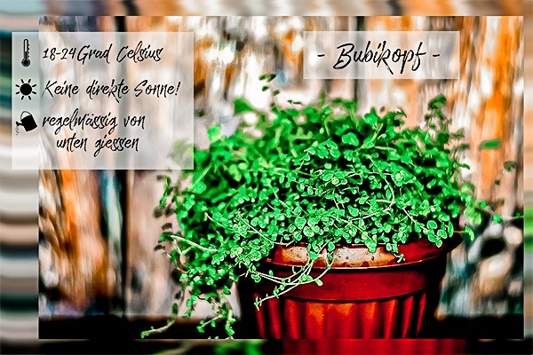 Green Boho - die Top 10 Küchenpflanzen