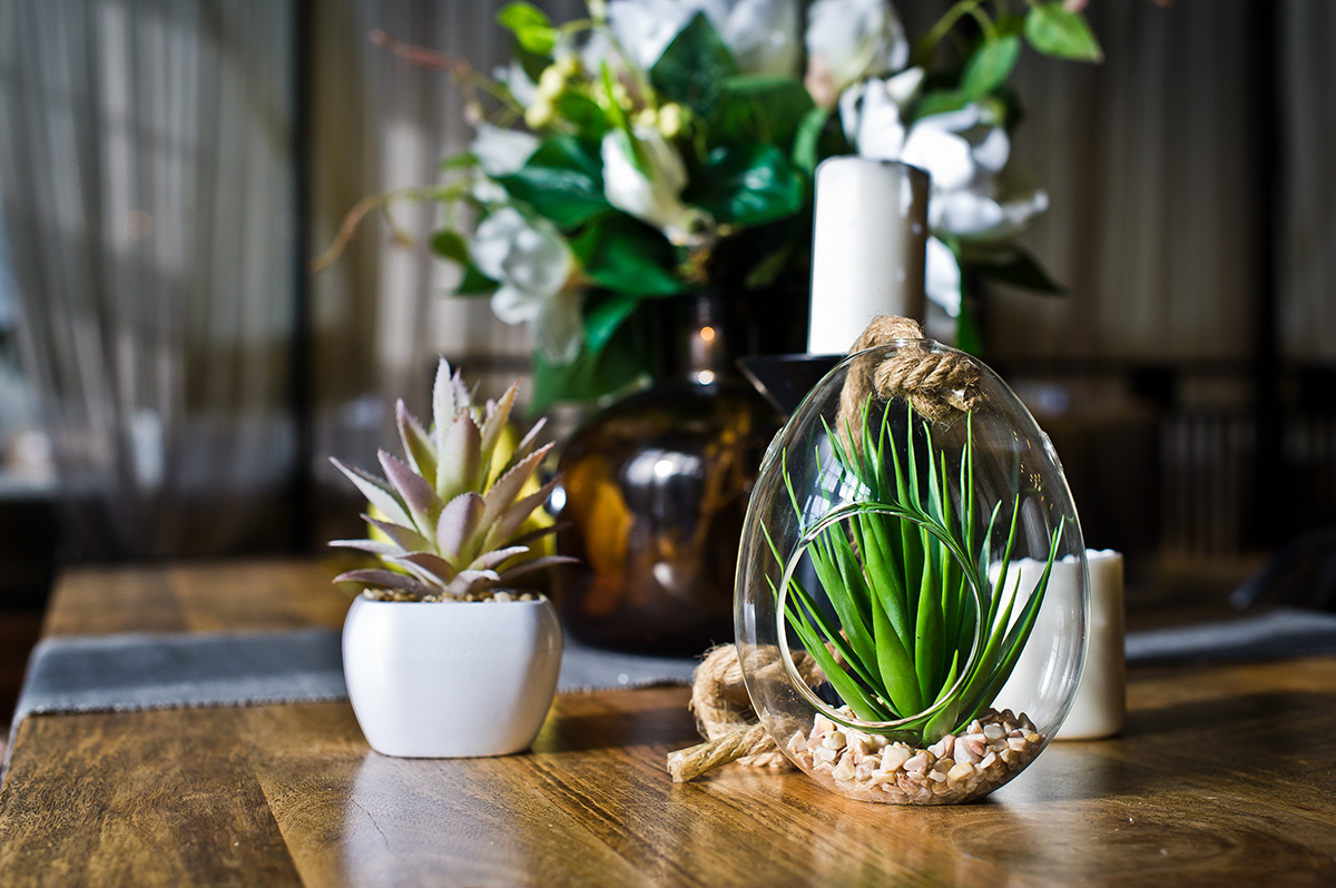 Succulent in a glass pot, home plant cactus. Design, interior, minimalism. Side view