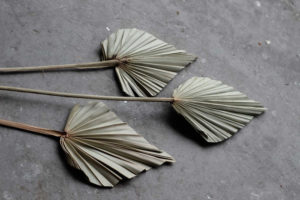 Palmblatt | Trockenblume