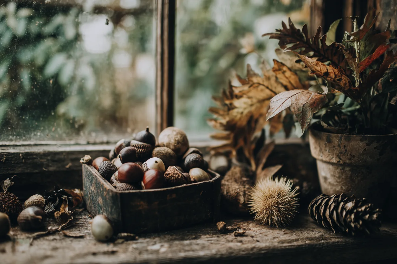 Gesammelte Naturmaterialien dekoriert mit Zimmerpflanzen im Herbst